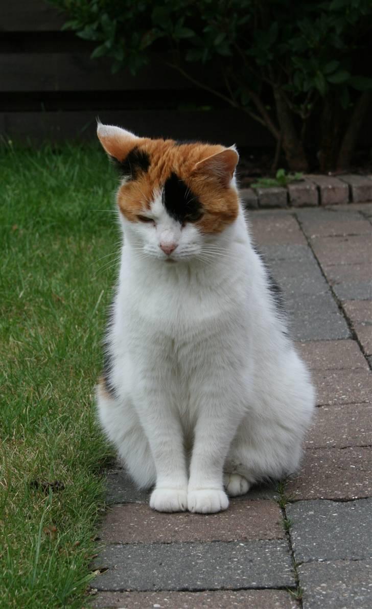 Huskat Frida - NYT! Frida<3 Elsker  hende! billede 3