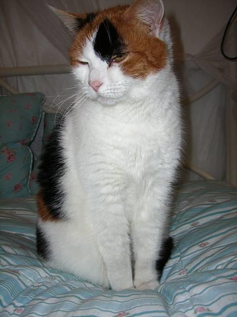 Huskat Frida billede 4