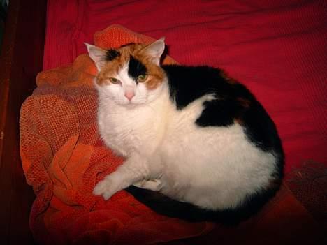 Huskat Frida - her ligger jeg så i min seng i kælderen billede 5