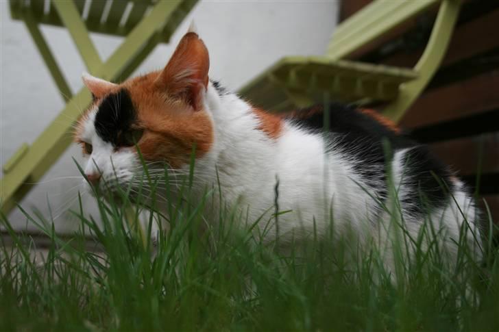 Huskat Frida - NYT! Frida  set i frøperspektiv(staves) xD billede 6