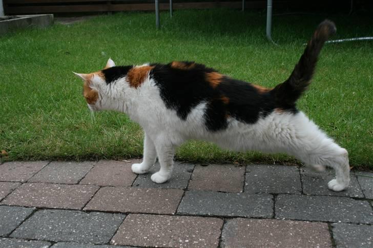 Huskat Frida - NYT! Hun strækker sig..  billede 7