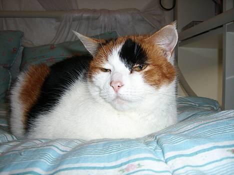 Huskat Frida billede 8