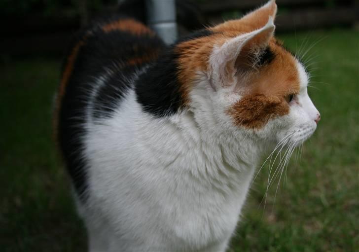 Huskat Frida billede 9