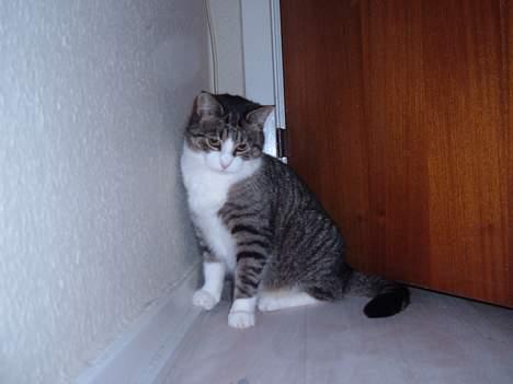 Huskat mille<3 billede 20