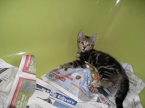 Blanding af racer Stribe *Forsvundet:!* - Jeg er vild! billede 20