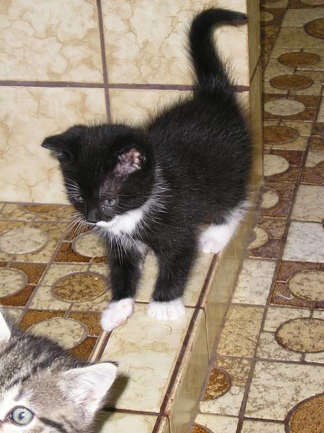 Blanding af racer Sorteper *Forsvundet!* - Hejsa! (Aug. 05) billede 1