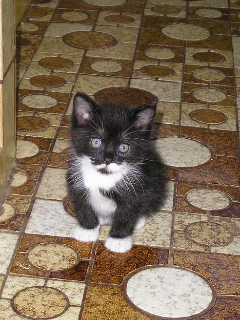 Blanding af racer Sorteper *Forsvundet!* - Davz, er du her endnu? (Aug. 05) billede 2