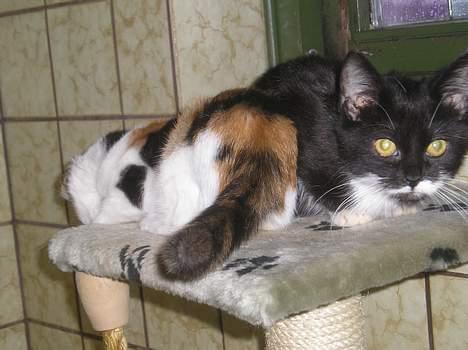 Blanding af racer Sorteper *Forsvundet!* - Sorteper og Tricolor (Dec. 05) billede 3