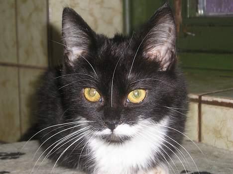 Blanding af racer Sorteper *Forsvundet!* - Davsen du (Aug. 05) billede 4