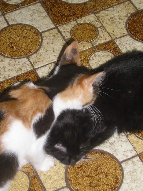 Blanding af racer Sorteper *Forsvundet!* - Så bliver der nusset (Dec. 05) billede 5