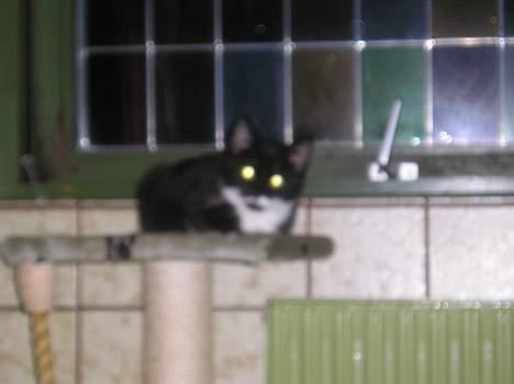 Blanding af racer Sorteper *Forsvundet!* - Jeg er en flagermus.. Uhhh... ! (Dec. 05) billede 6