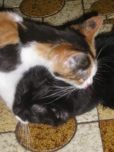 Blanding af racer Sorteper *Forsvundet!* - Nååå... Er de ikke søde, hva?! (Dec. 05) billede 7