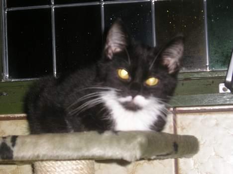 Blanding af racer Sorteper *Forsvundet!* - BøH (Dec. 05) billede 8