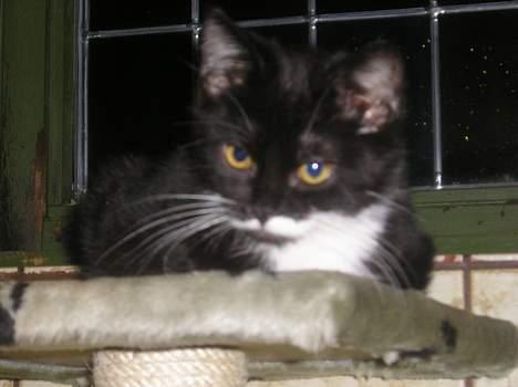 Blanding af racer Sorteper *Forsvundet!* - Hvad var det... (Dec. 05) billede 9