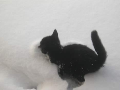 Blanding af racer Sorteper *Forsvundet!* - Uh! Der var dybt! (30 dec. 05) billede 10