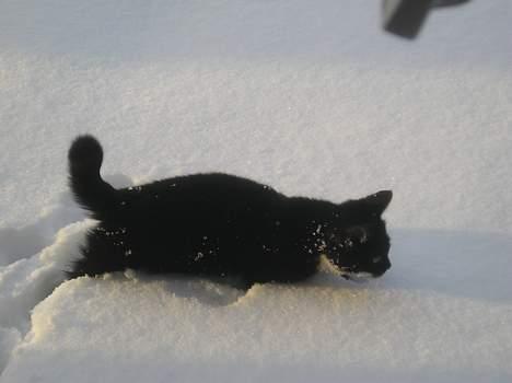Blanding af racer Sorteper *Forsvundet!* - Hjælp! Jeg kan ikke komme væk.  (30 dec. 05) billede 11