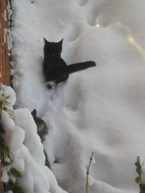 Blanding af racer Sorteper *Forsvundet!* - Så går vi bare videre  (30 dec. 05) billede 12