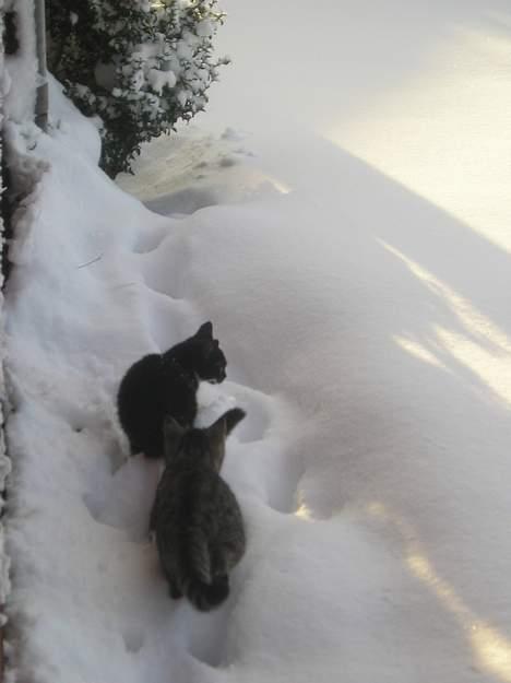 Blanding af racer Sorteper *Forsvundet!* - Åhh nej, nu kommer min bror  (30 dec. 05) billede 13