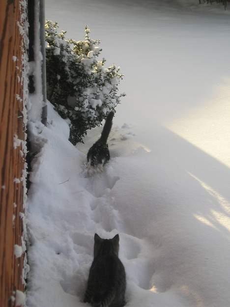 Blanding af racer Sorteper *Forsvundet!* - Hopla!  (30 dec. 05) billede 14