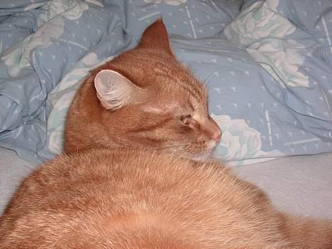 Huskat Rolf - dejlig mæt ! billede 4