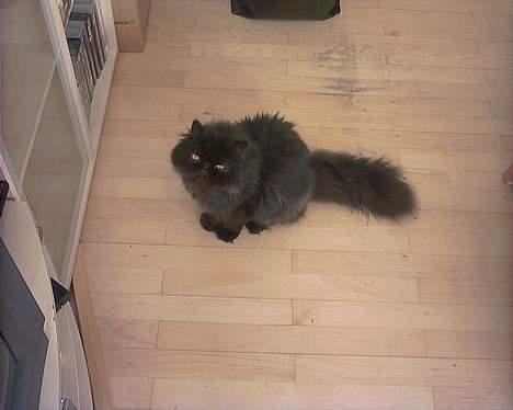 Perser Dressed in black  - Dressed in Black von asserbo billede 1