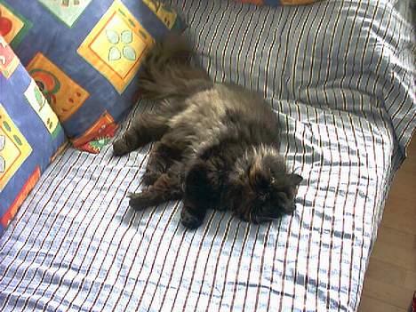 Perser Dressed in black  billede 2