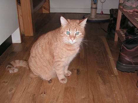 Huskat Rolf - GODMORGEN ! billede 5