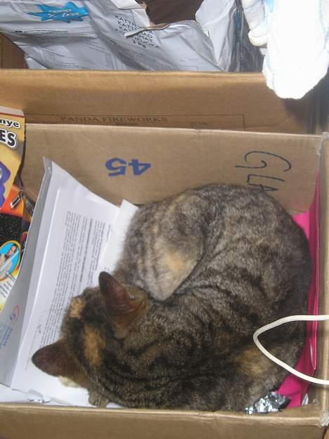 Blanding af racer Piv - "papkassekat" (Jan. 06) billede 2