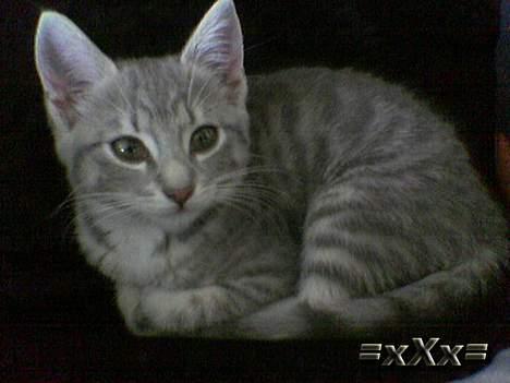 Blanding af racer Emma - Nåå lille skat... billede 20