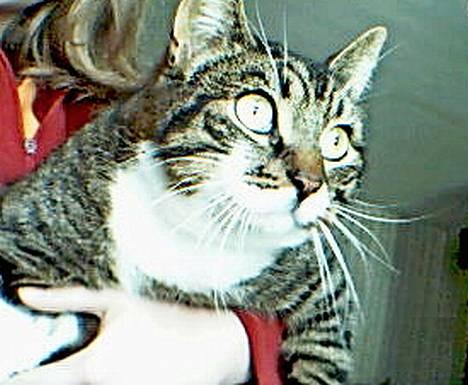 Huskat Celestin (himmelkat) billede 3