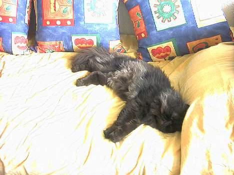 Perser Dressed in black  billede 3