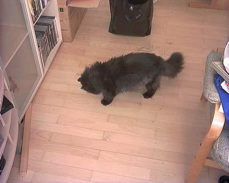 Perser Dressed in black  billede 4