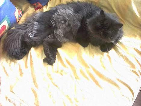 Perser Dressed in black  billede 5