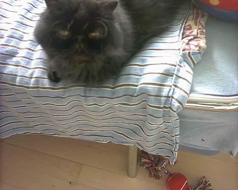 Perser Dressed in black  billede 6