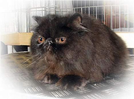 Perser Dressed in black  - Fra dem der havde ham hjemmeside billede 7