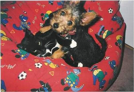 Blanding af racer Simon  - Simon bliver kysset lidt af hvores hund Sisse  billede 20