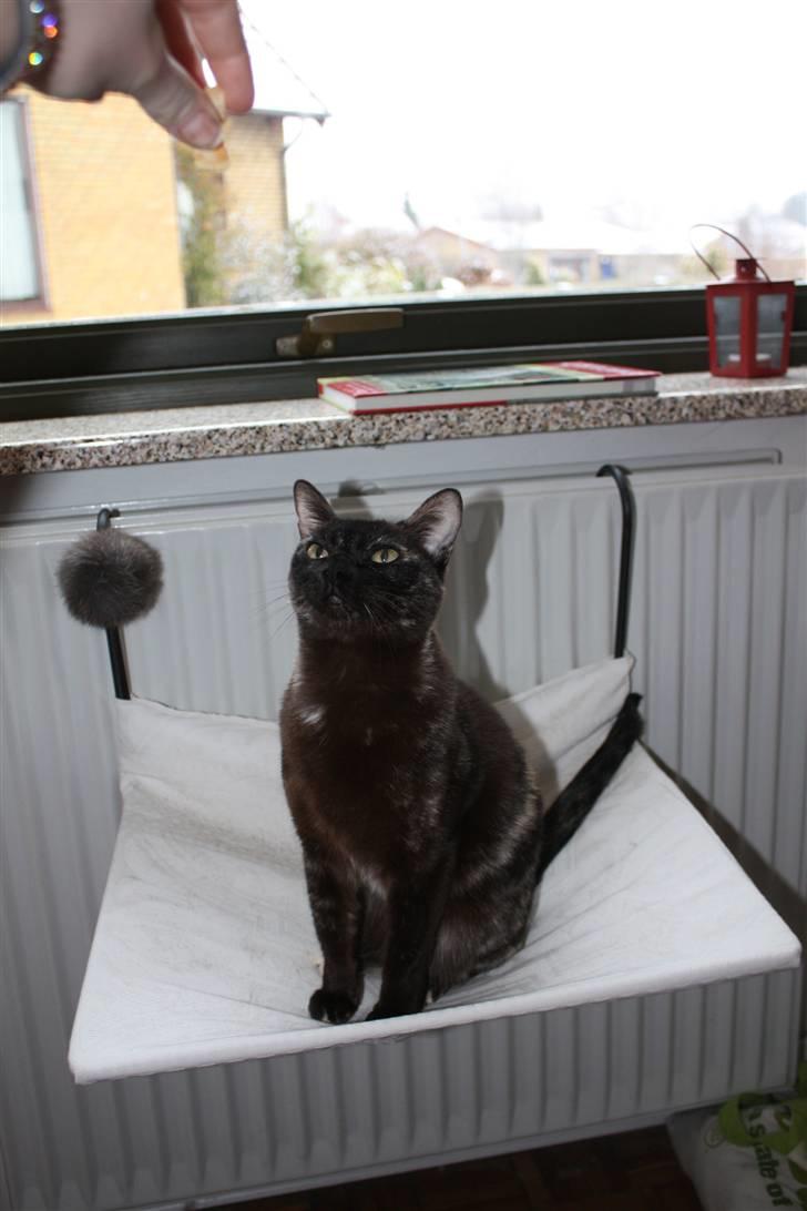 Burmeser Cleopatra  <3 - Velkommen til min profil :D billede 1