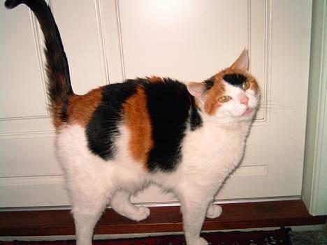 Huskat Frida - Miiiaav billede 10