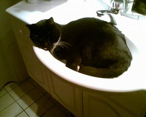 Blanding af racer Sofus (er her ikke mere) billede 8