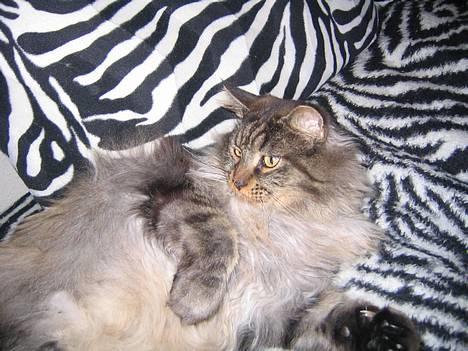 Maine Coon Victor billede 1