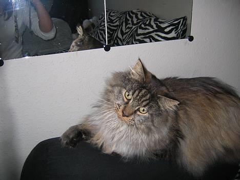 Maine Coon Victor billede 2