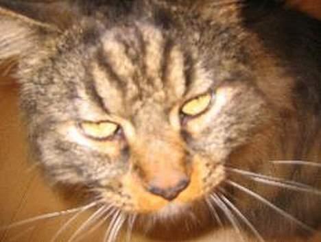 Maine Coon Victor billede 3