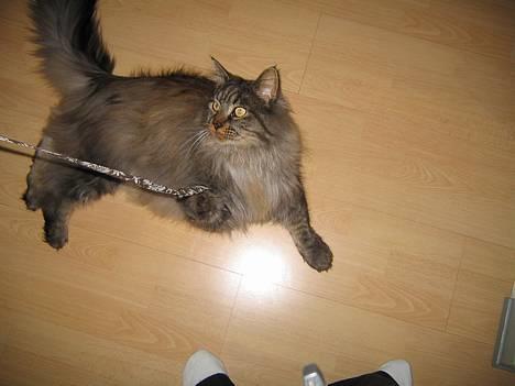 Maine Coon Victor billede 4