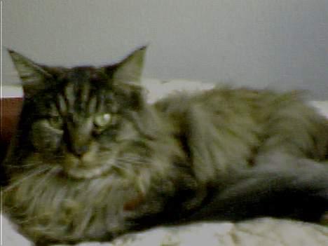 Maine Coon Victor billede 5