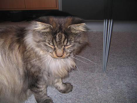 Maine Coon Victor billede 6