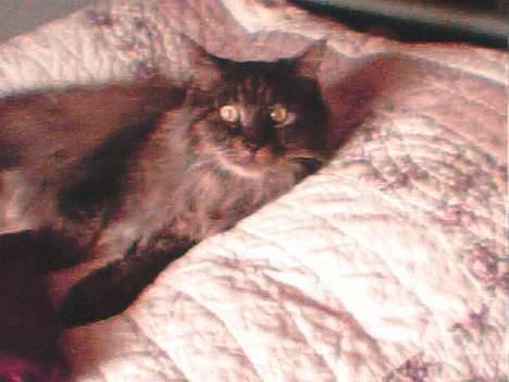 Maine Coon Victor billede 7