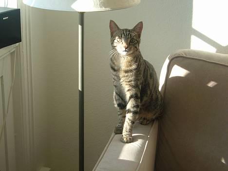 Blanding af racer Tøfting(ike min mere) - Er jeg ikk bare noget af det smukkeste! billede 1