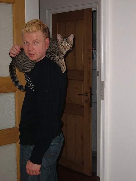 Blanding af racer Tøfting(ike min mere) - mit yndlings hvilested. Onkel farmands skuldre..her kan jeg ligge og lege simba, imens jeg tror jeg er en papegøje billede 2