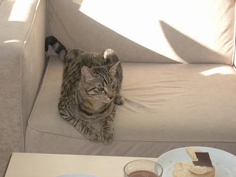 Blanding af racer Tøfting(ike min mere) - Miau billede 3