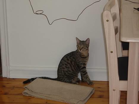 Blanding af racer Tøfting(ike min mere) - sagde du flue? billede 4